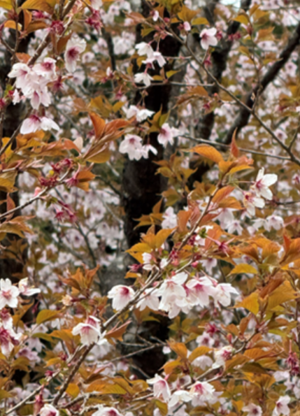 大倉尾根標高約1100メートル