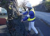街路樹診断の画像