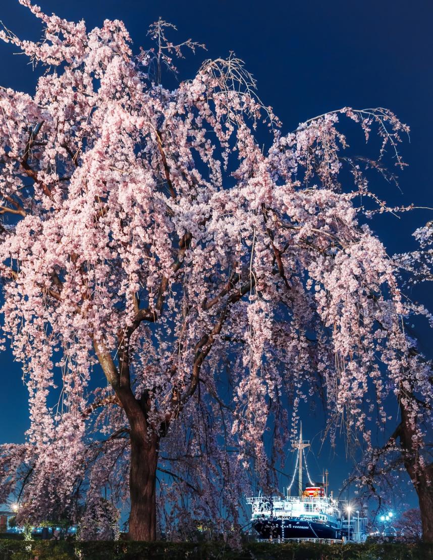 桜