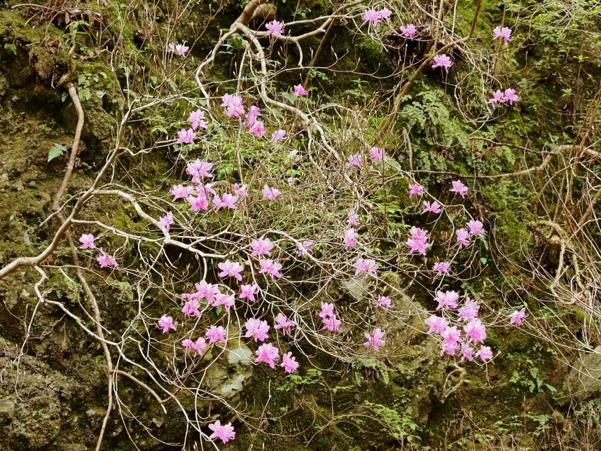 令和8年4月6日二俣ツツジ