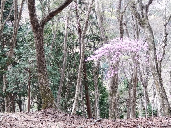 20260409大倉尾根一本松トウゴクミツバツツジ