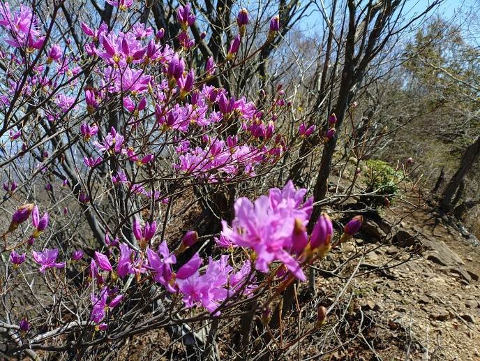 仏果山山頂周辺のミツバツツジ
