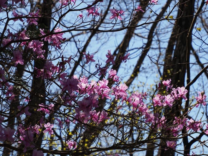 奈良子尾根中腹のミツバツツジ