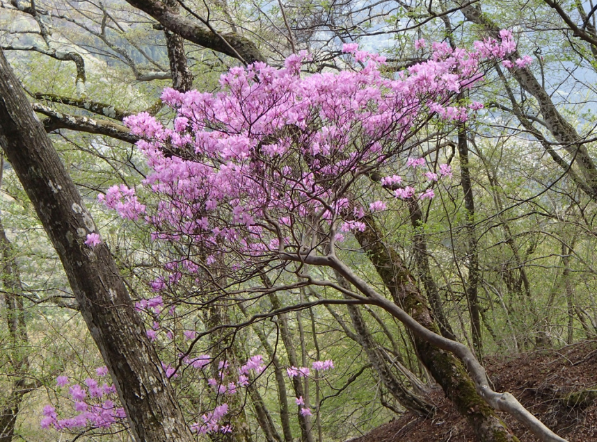 物見峠と山頂の間