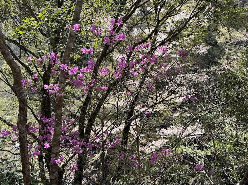 塩水林道中腹のミツバツツジ