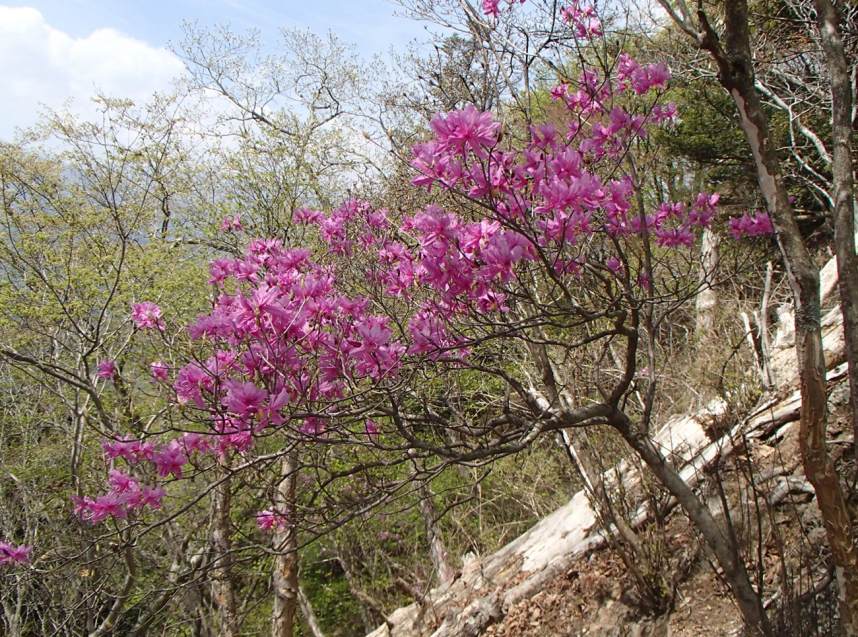 仏果山標高約700メートル