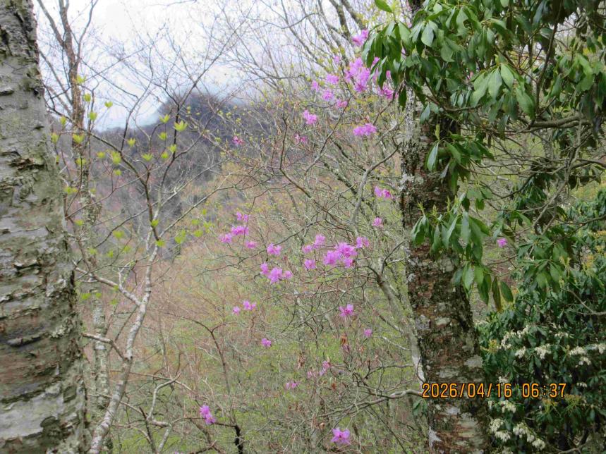 ツツジ新道標高約900メートル