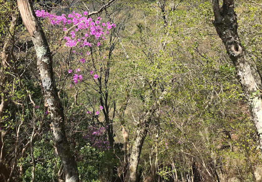 大倉尾根標高約950メートル