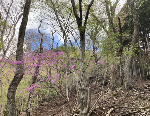 三ノ塔尾根　標高約700メートル