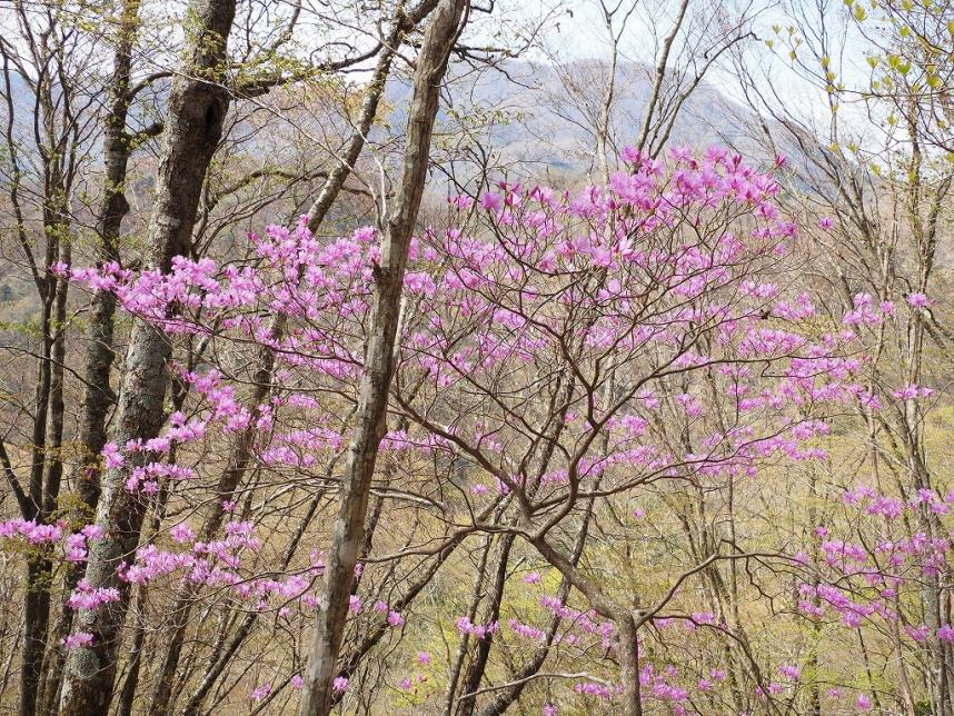 ツツジ新道中腹