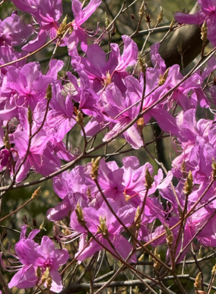 標高約1000メートル