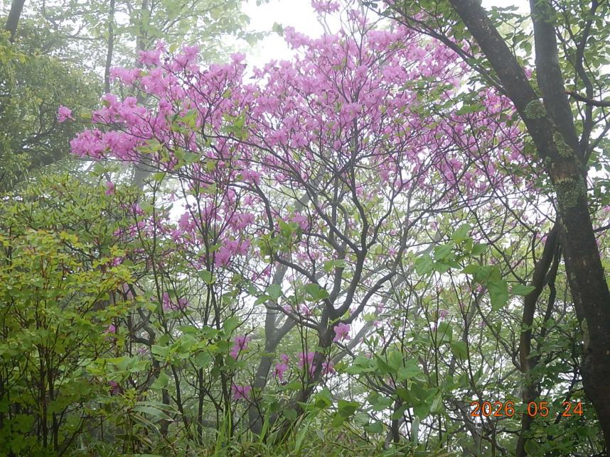 塔ノ岳北側山頂周辺