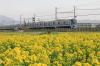 小田急線と菜の花