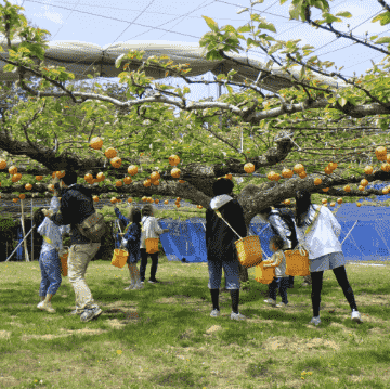模擬ナシ収穫タイムトライアル