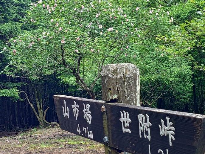 不老山山頂のサンショウバラ