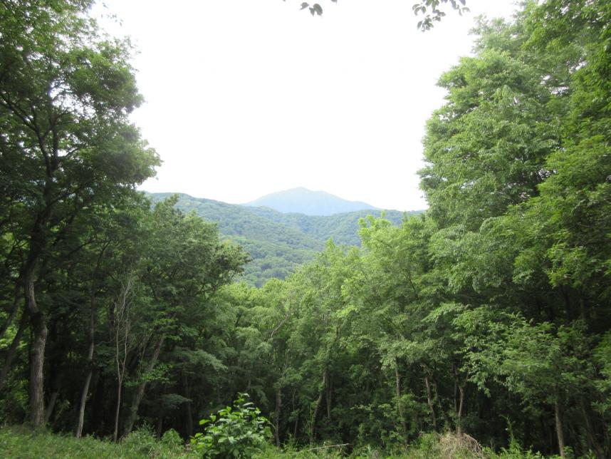 山頂からの大山