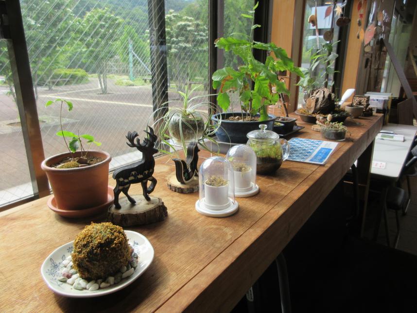 展示されるコケ