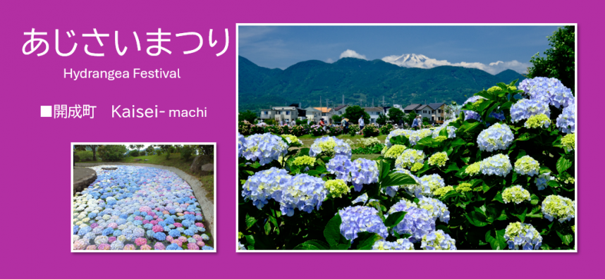 あじさいの写真