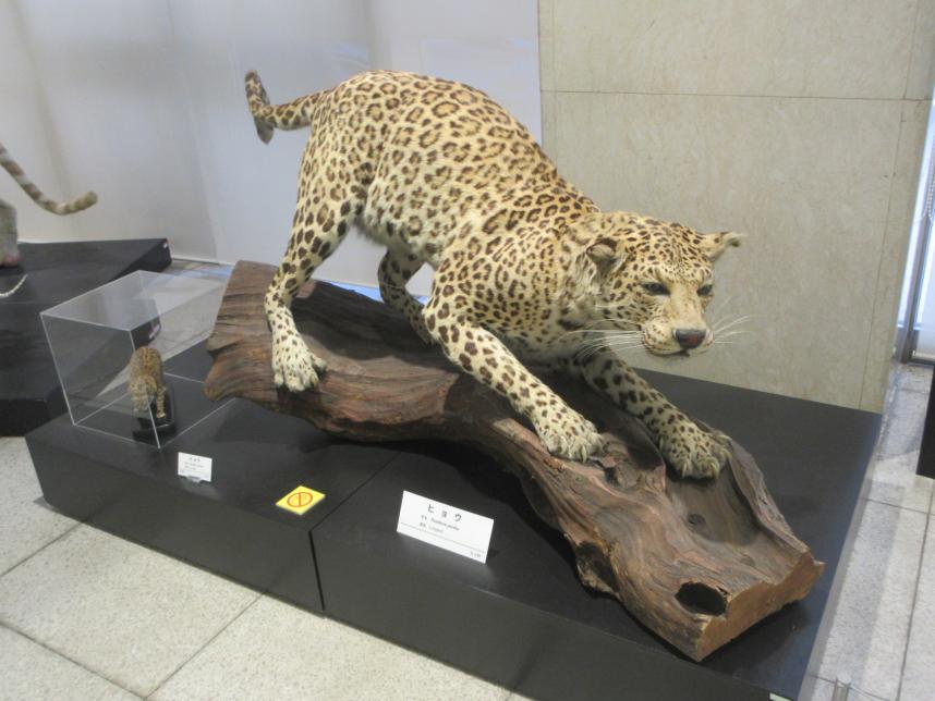 ヒョウ