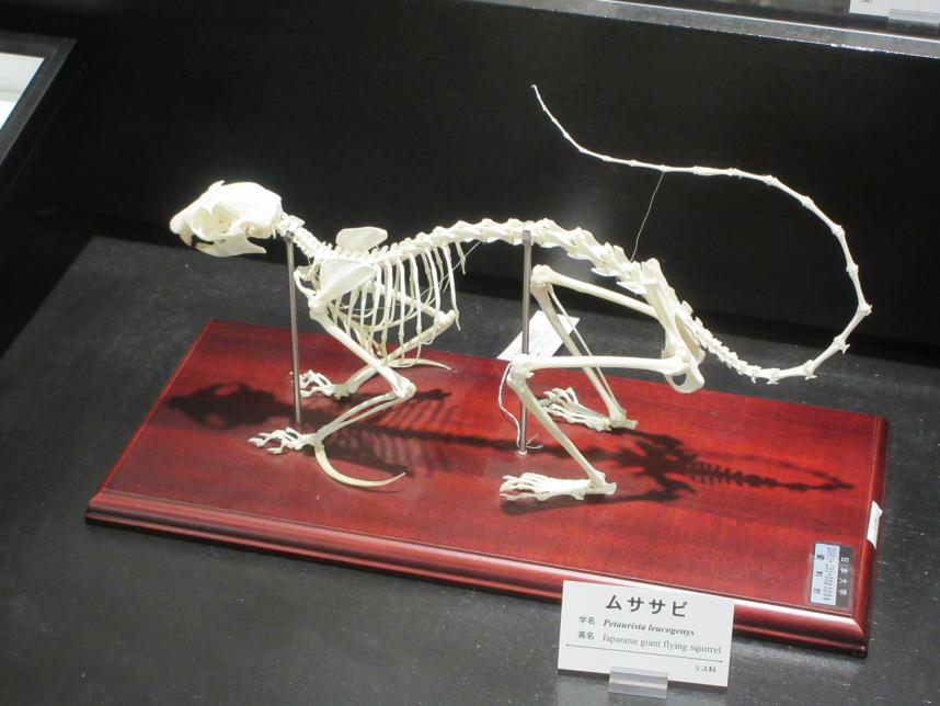 ムササビの骨
