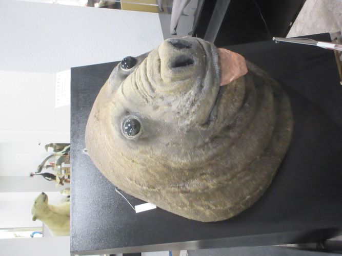 アザラシ