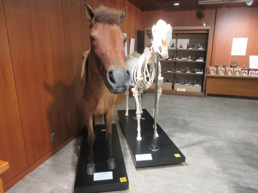 馬の剥製