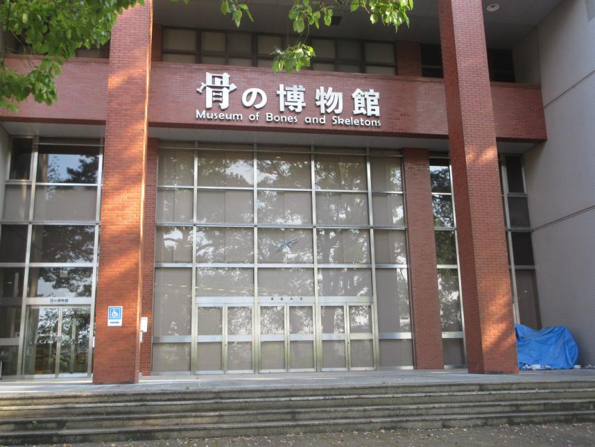 骨の博物館入口
