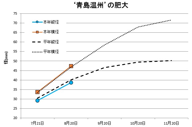 青島温州肥大
