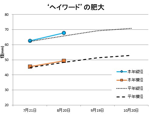 ヘイワード肥大