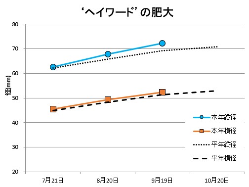 ヘイワード肥大