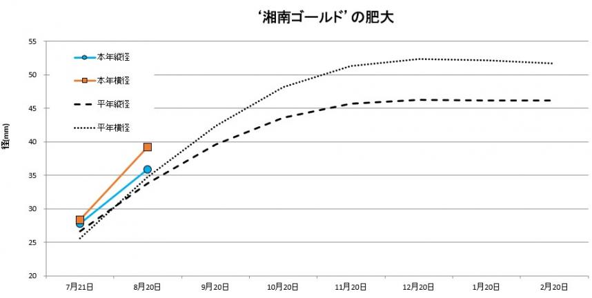 湘南ゴールド肥大