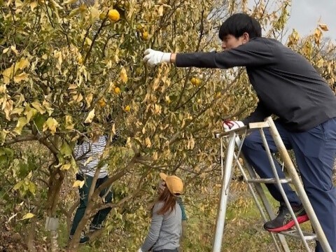 収穫作業
