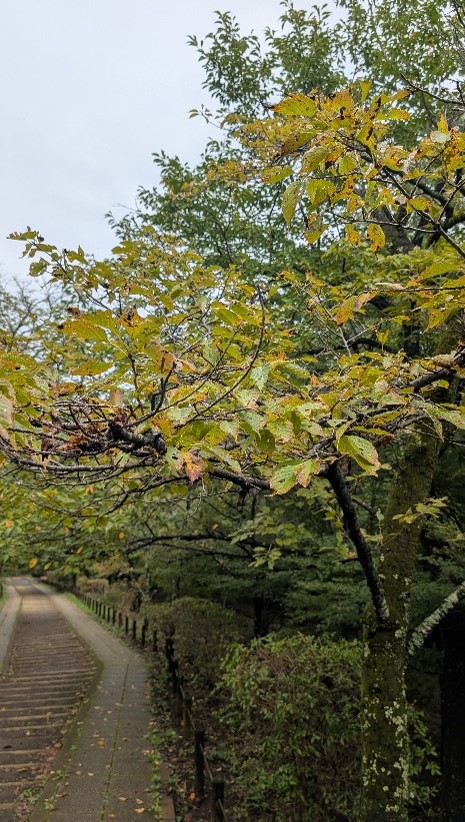 馬場道周辺のサクラ類