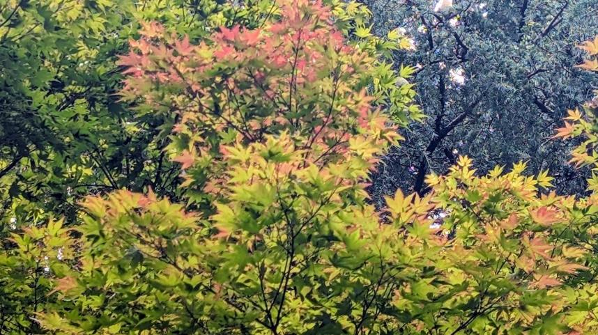 馬場道周辺のカエデ類