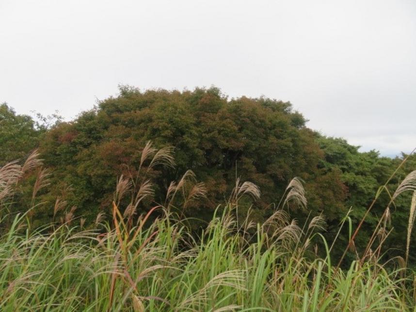 陣馬山山頂