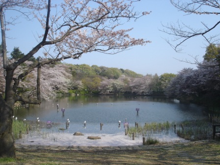 写真:三ツ池公園の春の下の池