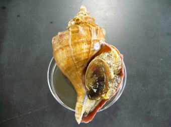 ツブ貝の写真