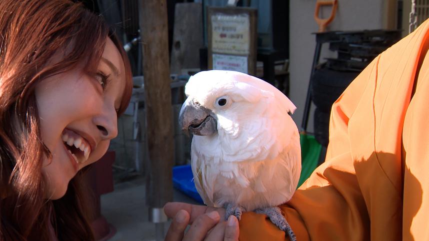 テレビ写真_七沢観音寺のアイドル、オウムのヒナタちゃん