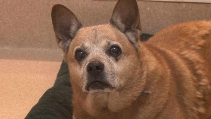 神奈川県動物愛護センターの保護犬
