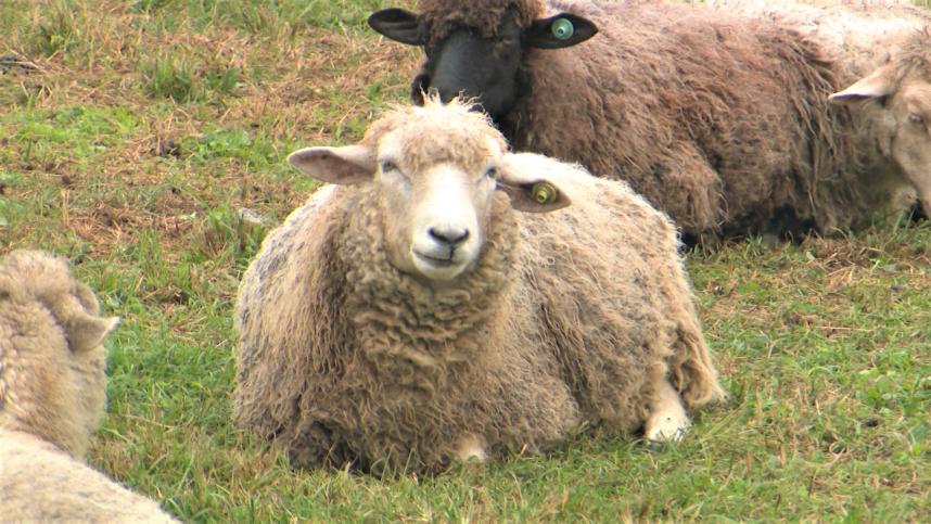 テレビ写真(服部牧場のひつじさん)