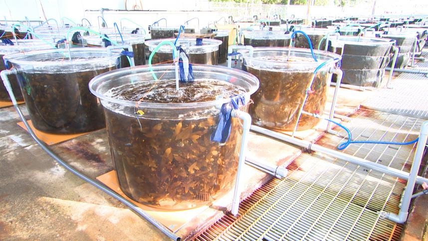 県水産技術センターの早熟カジメ