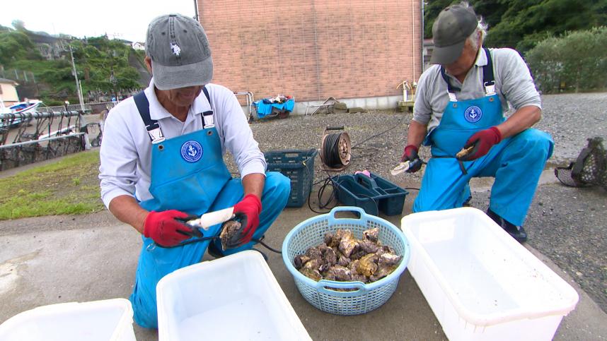 小網代の牡蠣