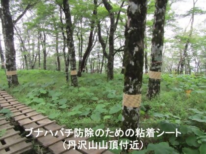 ブナハバチ防除のための粘着シート