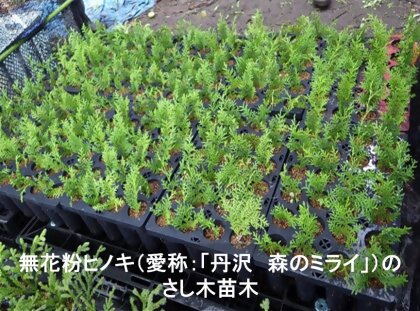 無花粉ヒノキ（愛称：「丹沢　森のミライ」）のさし木苗木