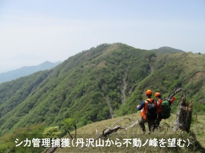 シカ管理捕獲（丹沢山から不動ノ峰を望む）