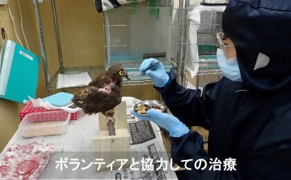 ボランティアと協力しての治療