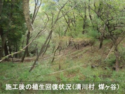 施工後の植生回復状況（清川村　煤ヶ谷）