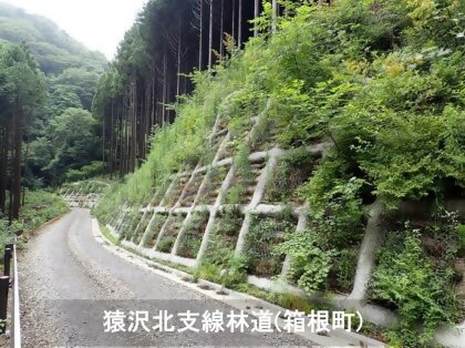 猿沢北支線林道（箱根町）