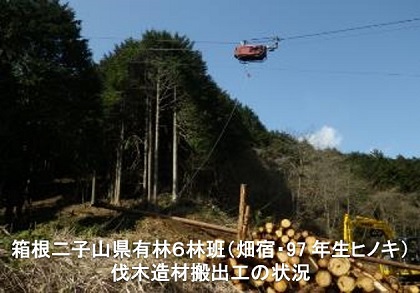 箱根二子山県有林6林班 伐木造財搬出工の状況