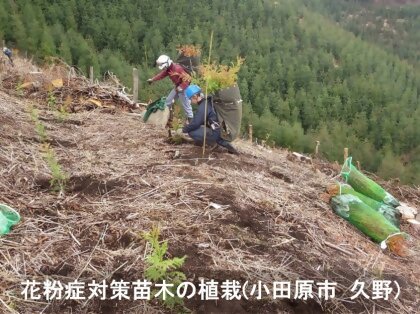 花粉対策苗木の植栽